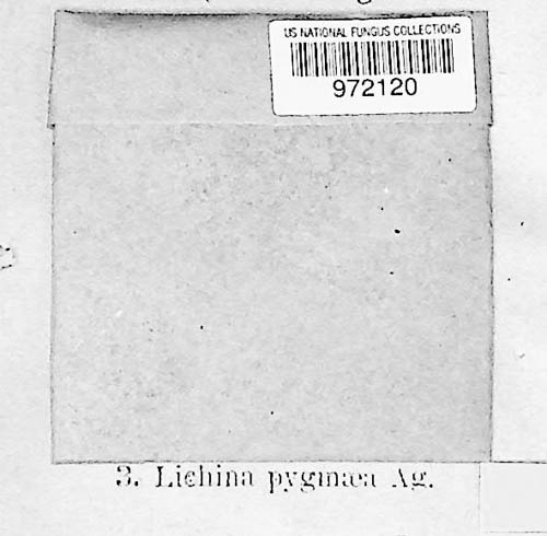 Lichina pygmaea image